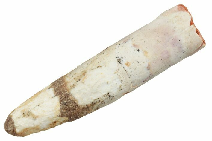 Bargain, Fossil Sauropod Dinosaur (Rebbachisaurus) Tooth - Morocco #194602
